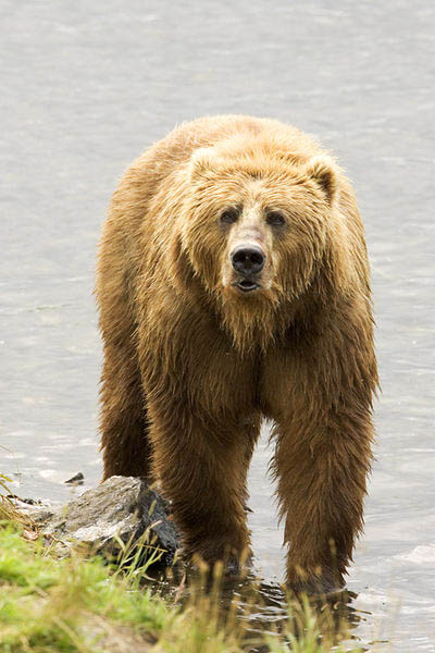 fishing brown bear in river