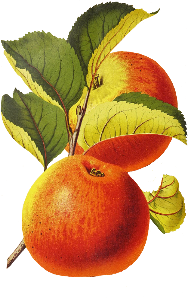 Apples with leaves drawing png