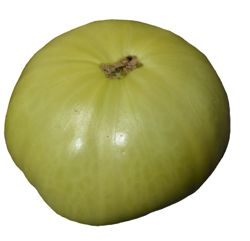 Green tomato clipart