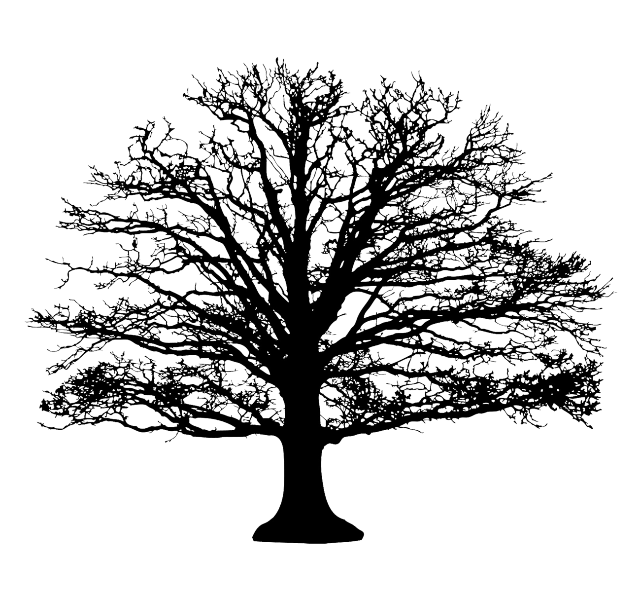 broad tree silhouette