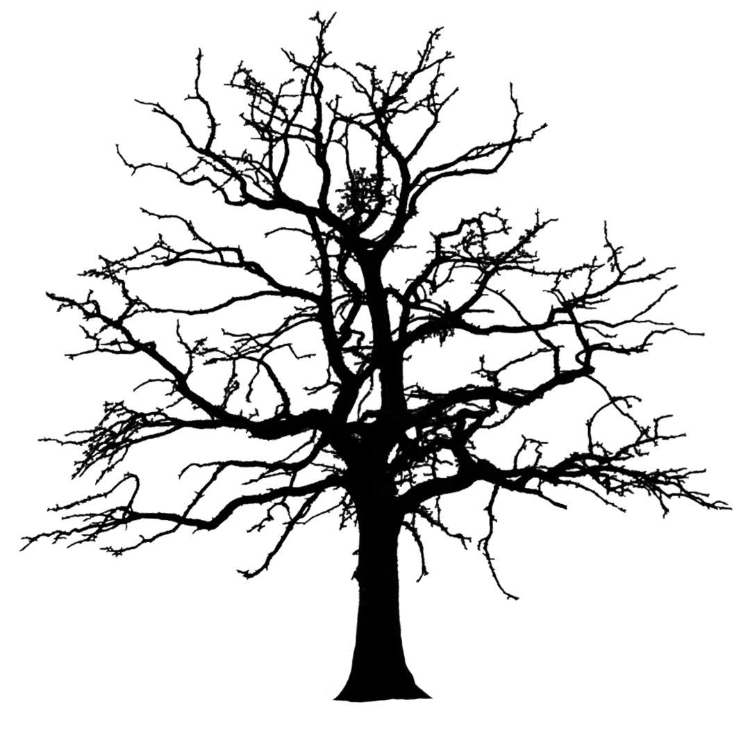 silhouette of huge tree without leaves