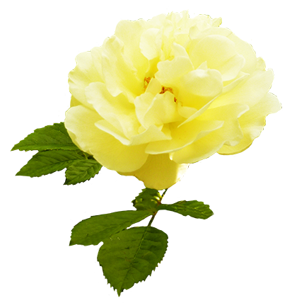 Yellow rose with leaves