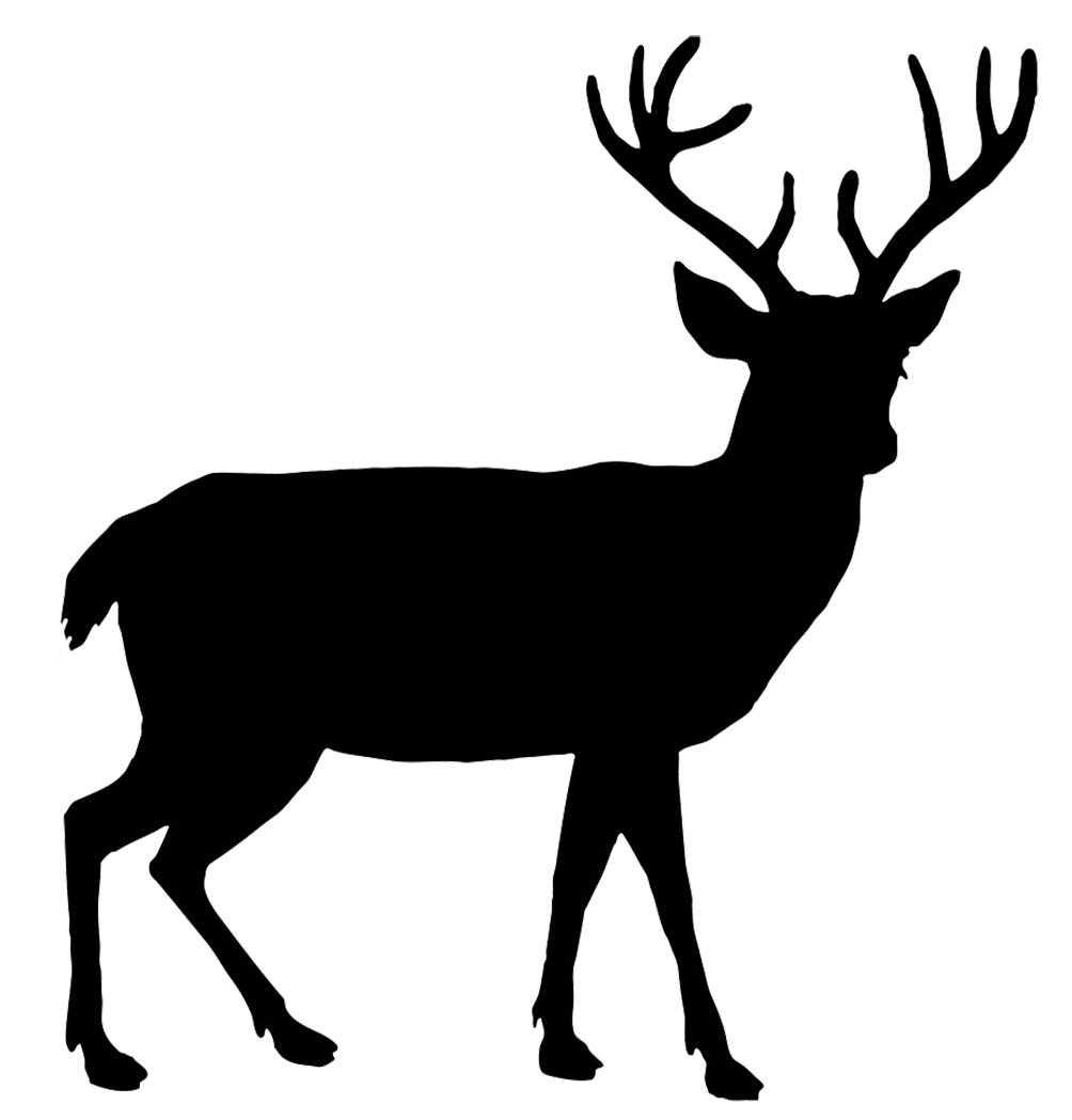 beautiful deer silhouette