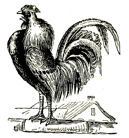 crowing rooser drawing