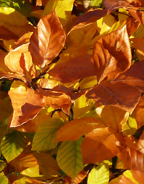 fall picture of beech leaves