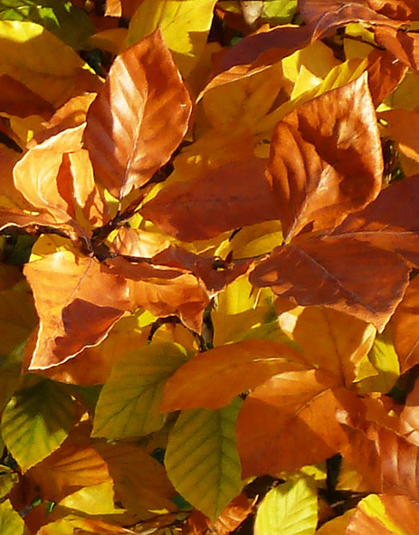 fall picture of beech leaves