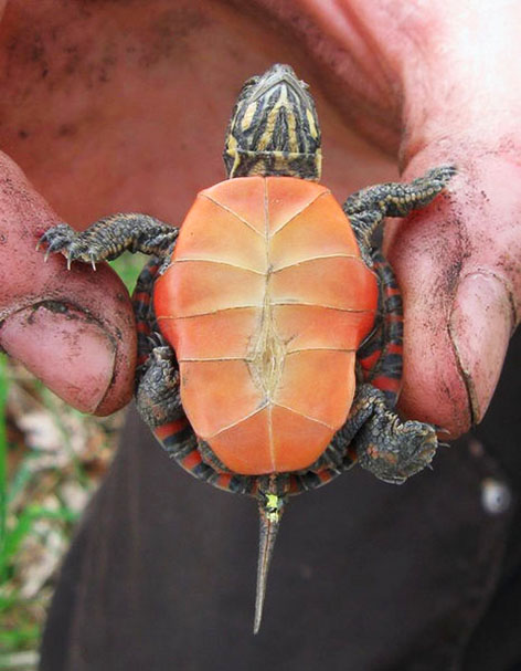 Baby painted turtle