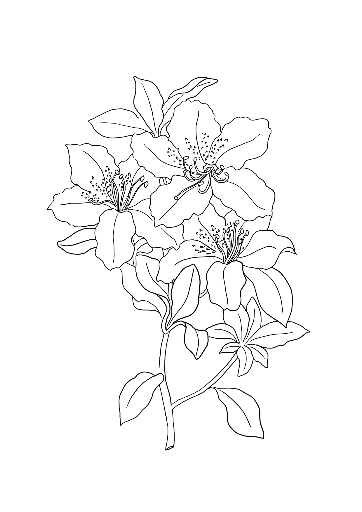 lily coloring pages