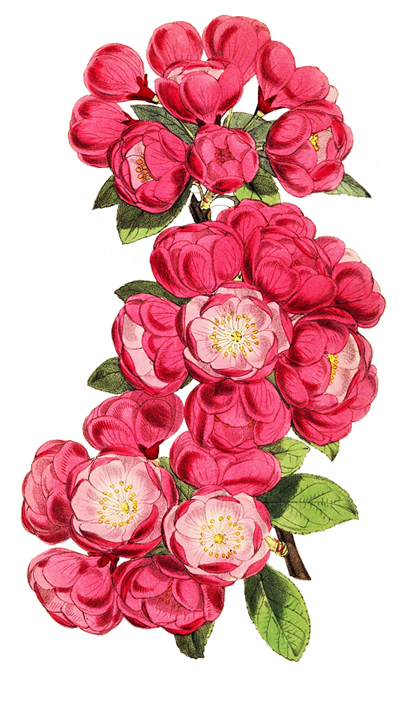 apple blossoms on branch cut-out
