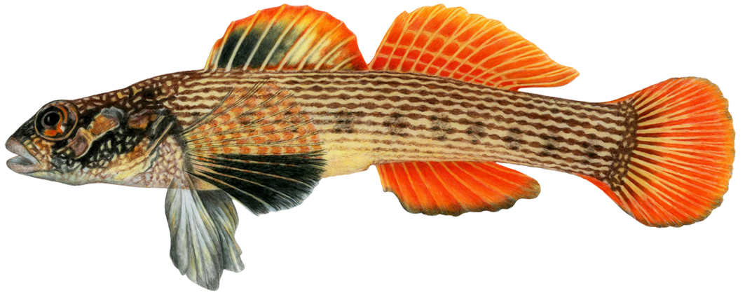 striped darter