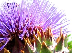 Thistle flower and bee