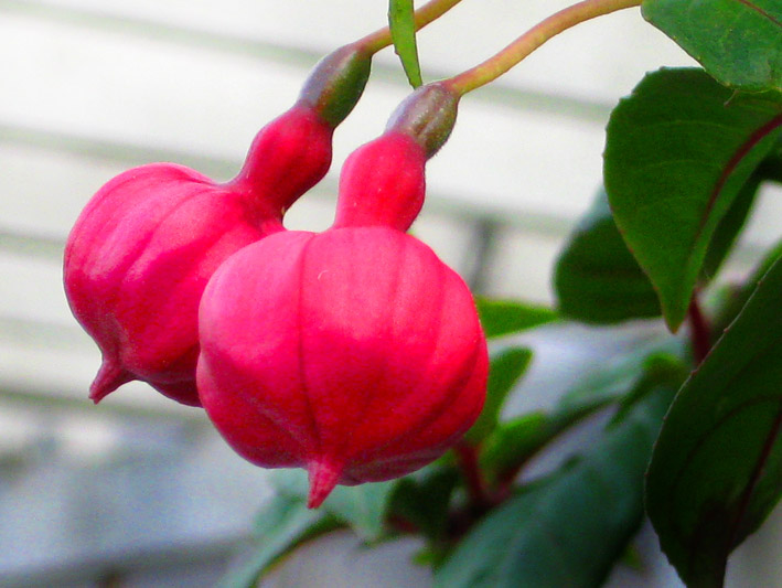 red flower pics buds