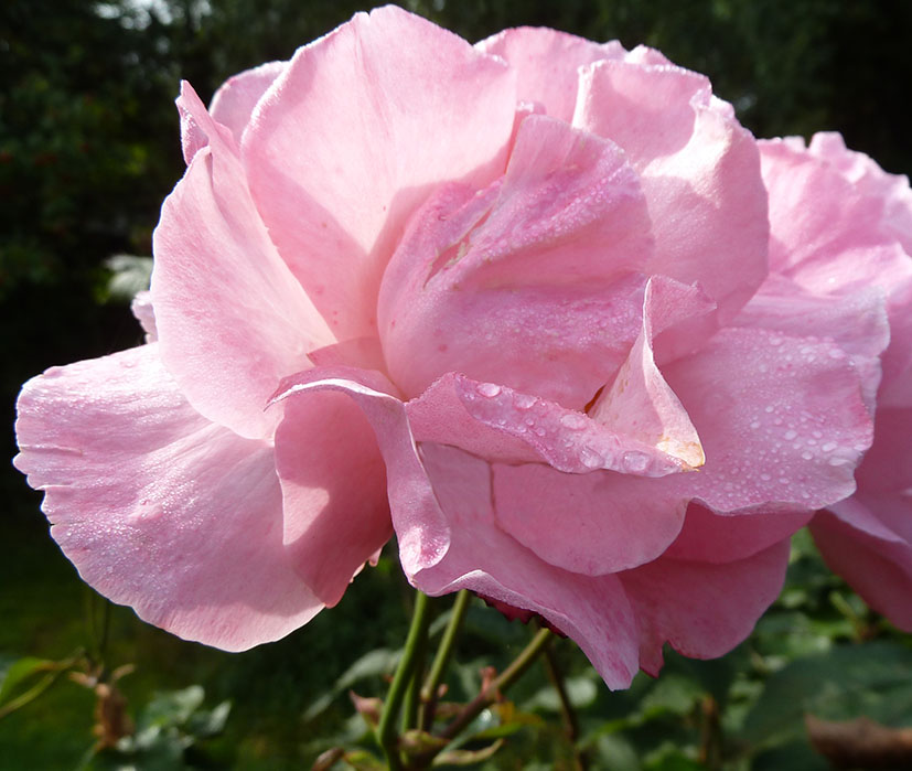 pink rose with dewdrops