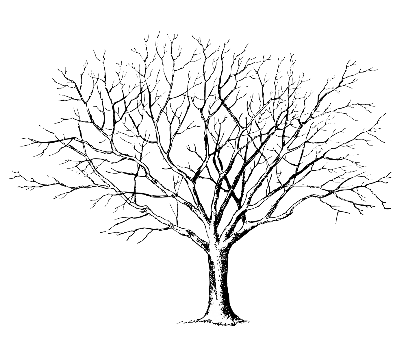 black white tree silhouette