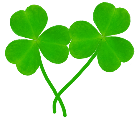 two leaves of shamrock
