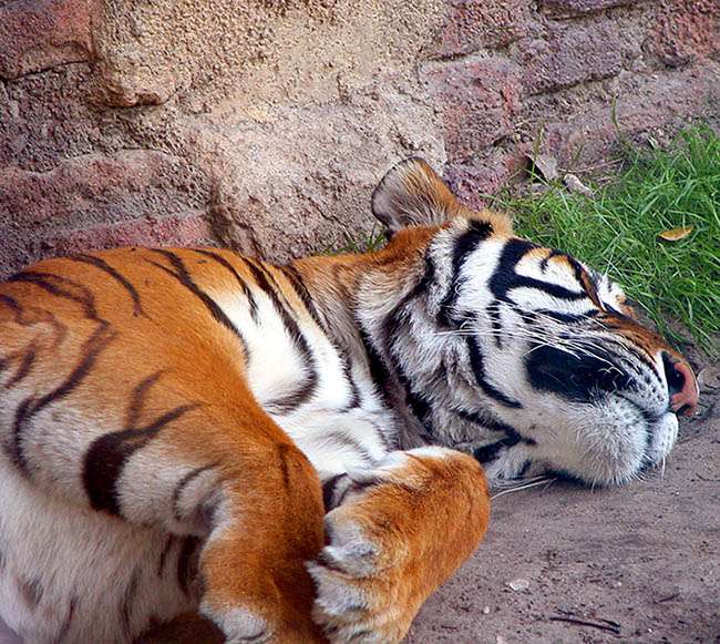 sleeping tiger