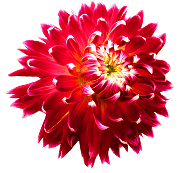 dahlia-flower head