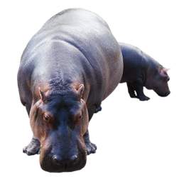 female hippo with baby