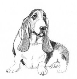 Pencil drawing of Basset hound