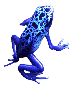 blue frog clip art