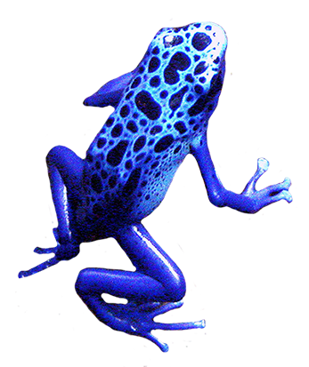 blue frog clip art