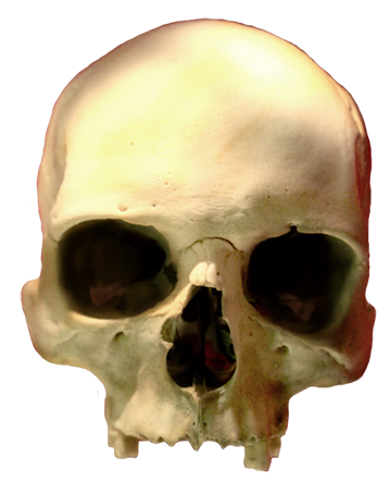 skull images human skull