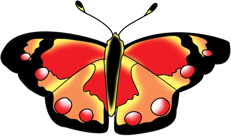 black red and orange butterfly