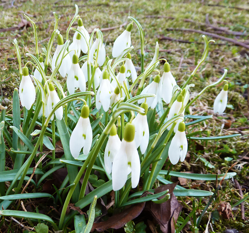 spring pictures snow drops