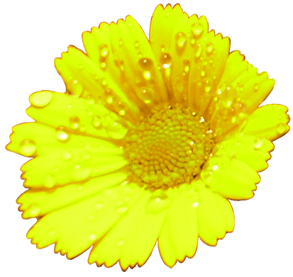 Yellow flower with rain drops