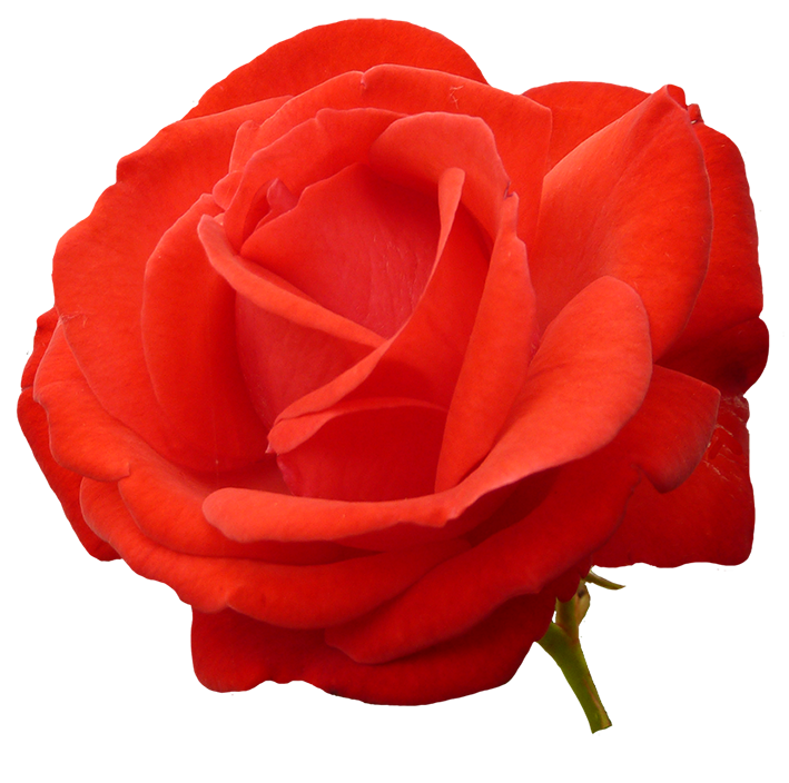 red red rose clipart