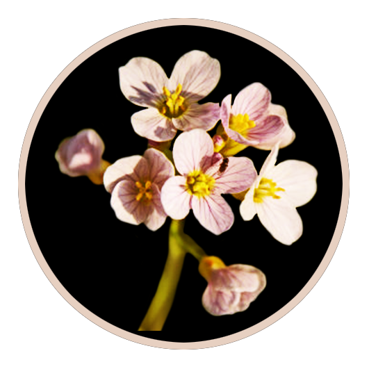 soft pink flower on black background