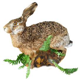 animal clip art of hare