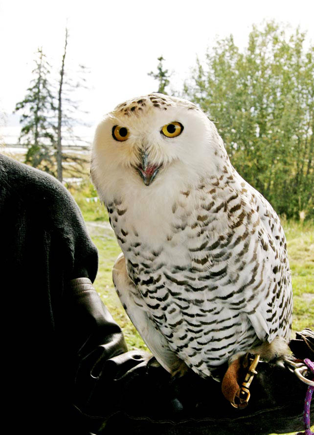 Snowy owl sitting on arm