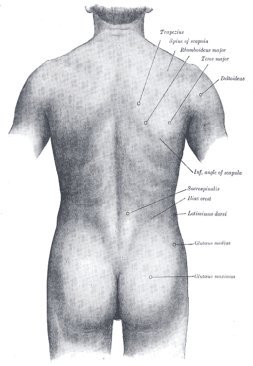 surface anatomy of the back