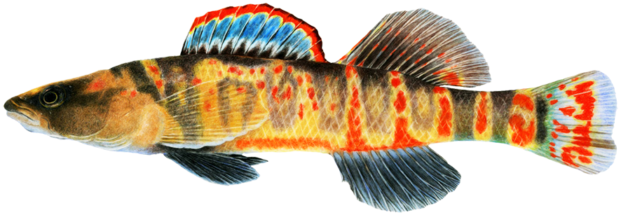 Cumberland arrow darter