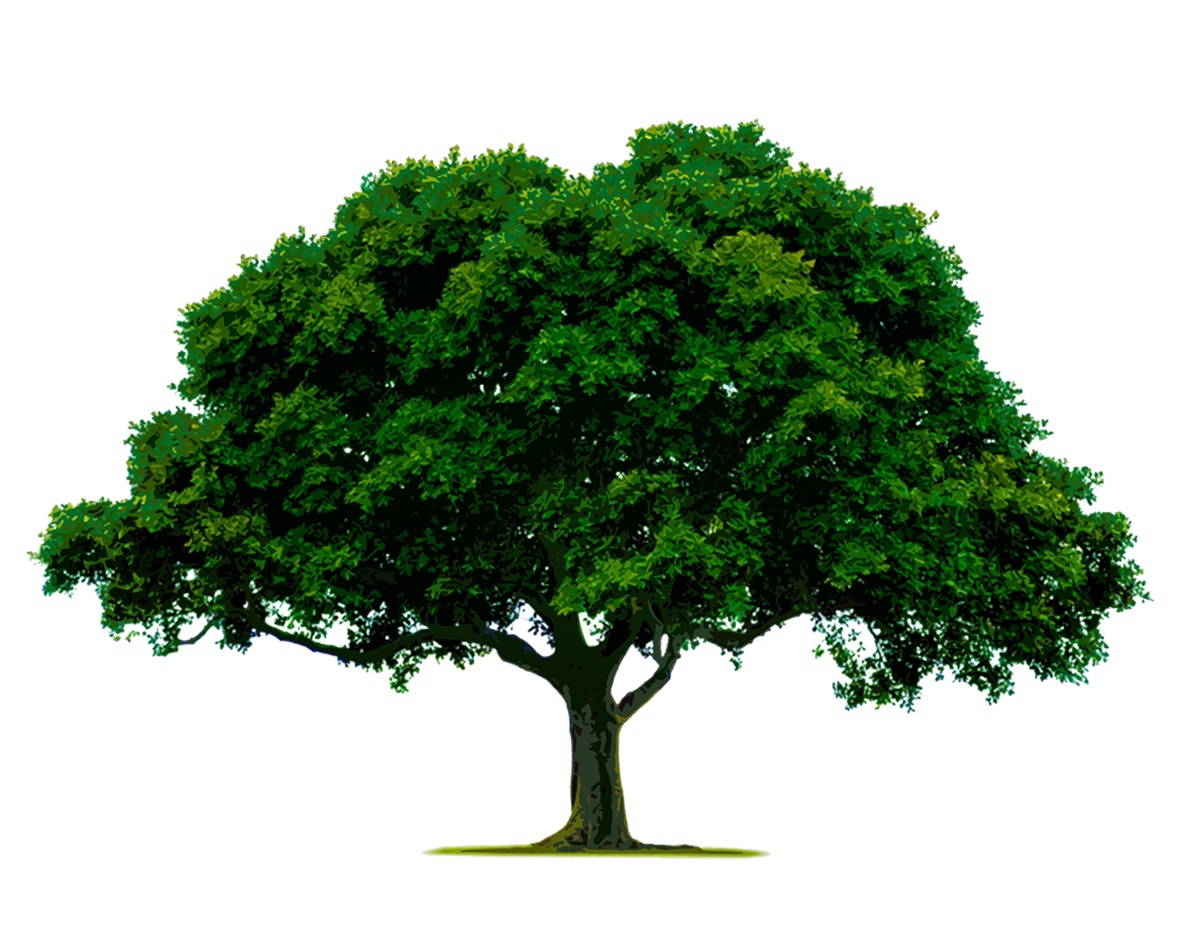 tree with broad tree crown
