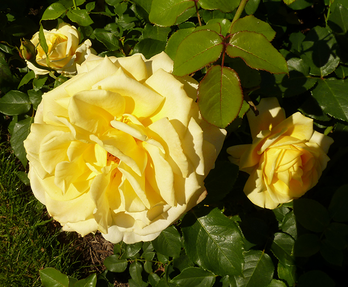 close up of yellow rose