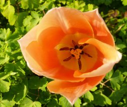 Close up photo of orange tulip