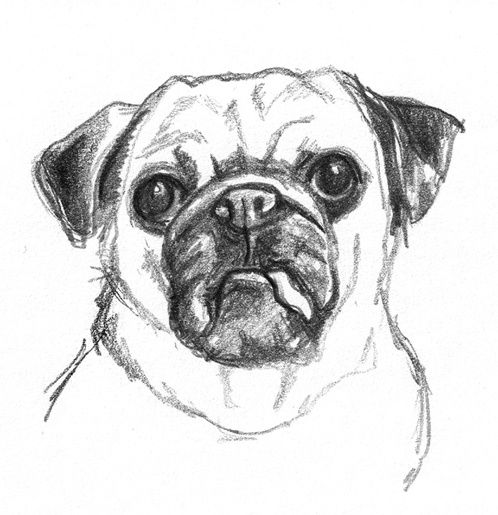 dog sketch head with tongue out