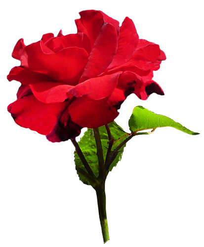 Red rose with green leaves