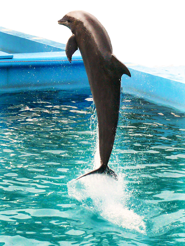 jumping dolphin