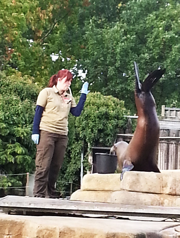 sea lion training