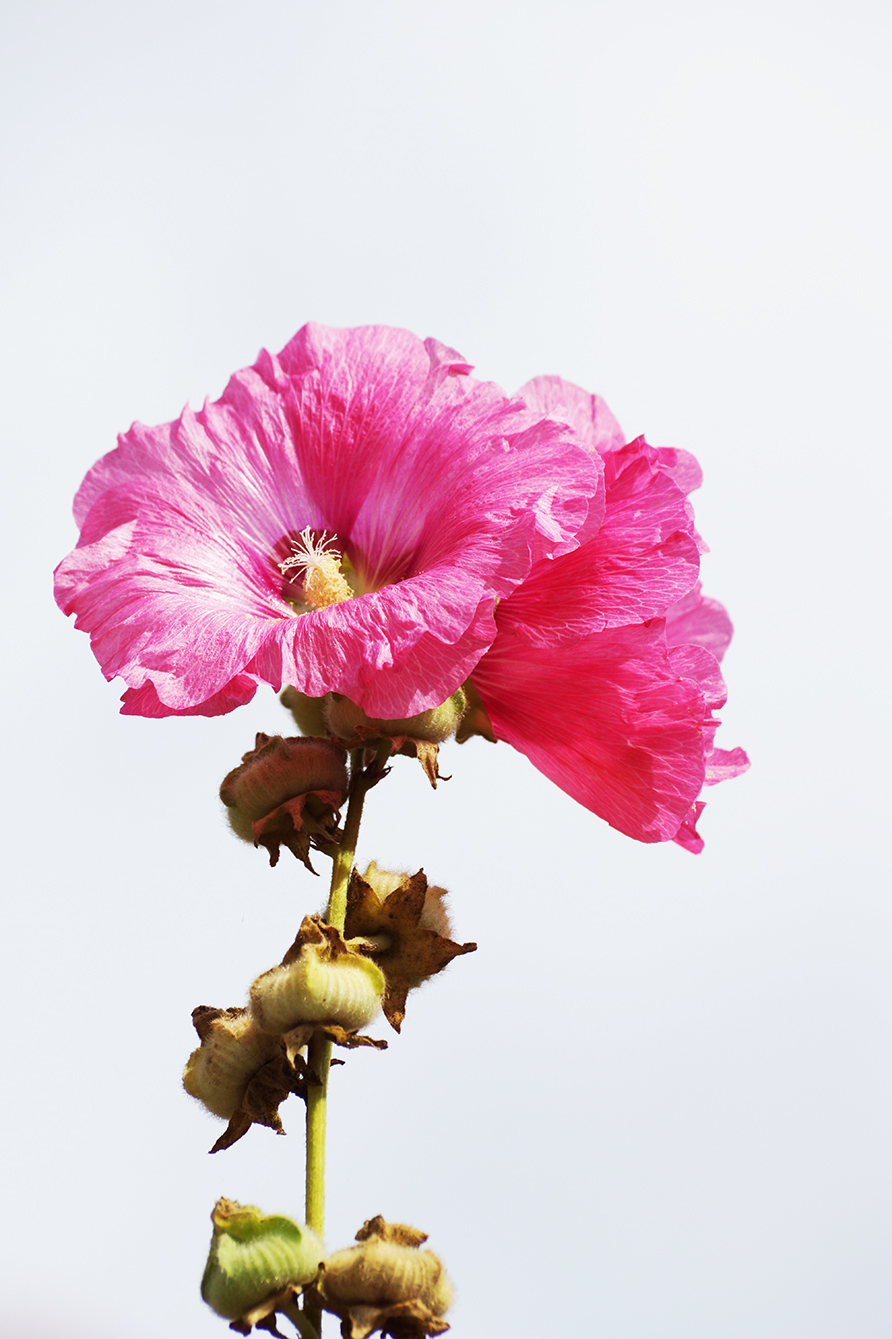 photo of pink hollyhock flower