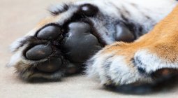 tiger paws