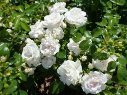 picture of lots of white roses