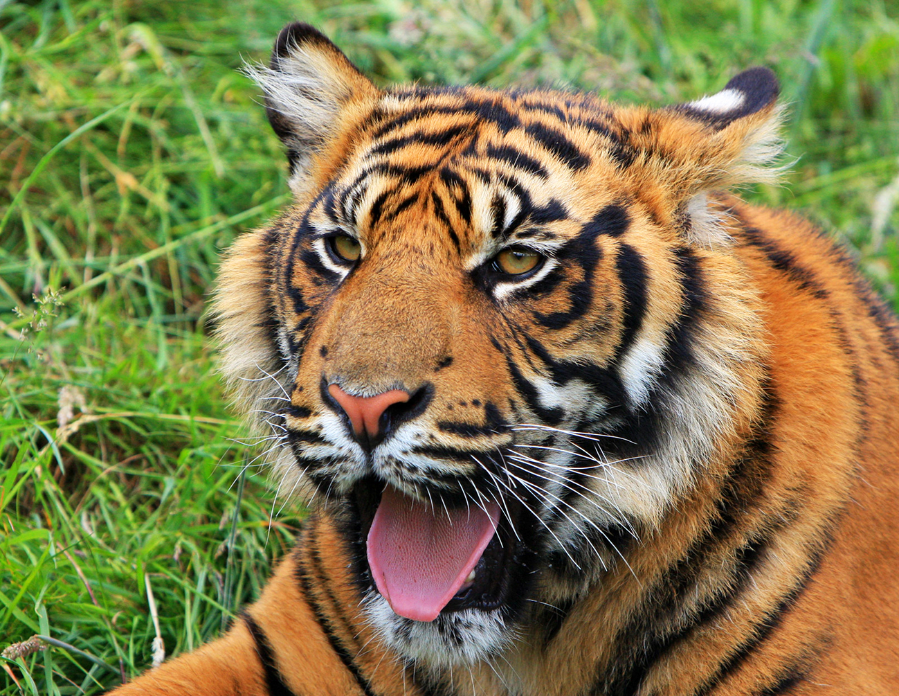 tiger image