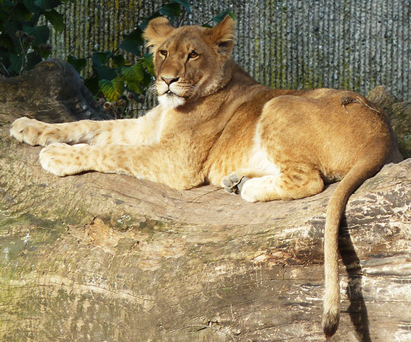 Beautiful lioness