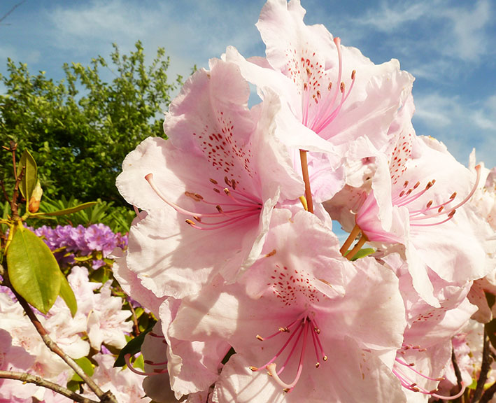 pink rhododendron