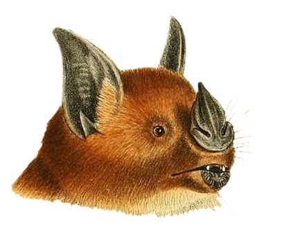 head phyllostoma hastatum bat