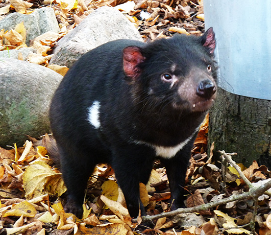 Cute looking Tasmanian devil